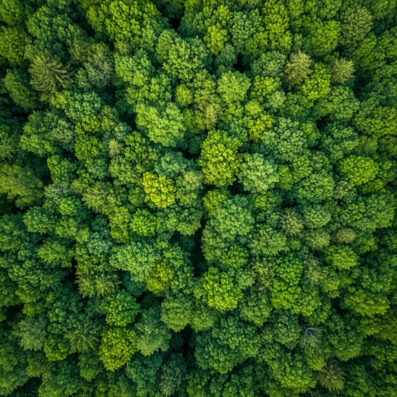 Aerial view of certified sustainable forest - EUDR due diligence