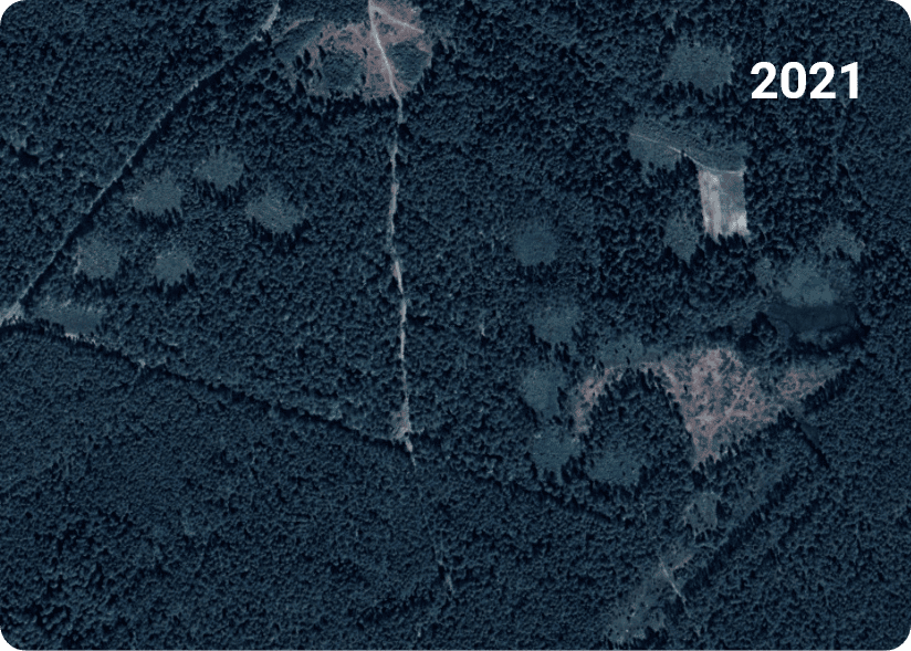 deforestation 2021