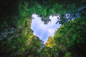 A Trillion Reasons to Protect the Forests report