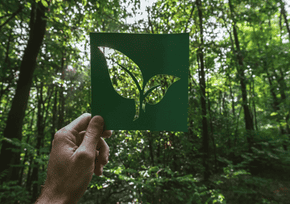 forest business EUDR